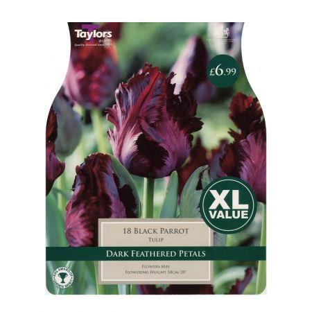 Taylors Tulip Black Parrot Bulbs (18 per Pack)