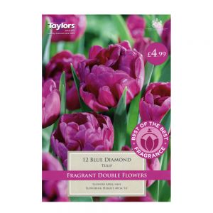 Taylors Tulip Blue Diamond Bulbs (12 per Pack)