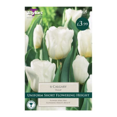 Taylors Tulip Calgary Bulbs (6 per Pack)