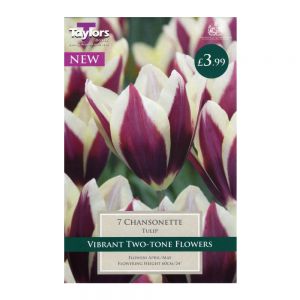 Taylors Tulip Chansonette Bulbs (7 per Pack)
