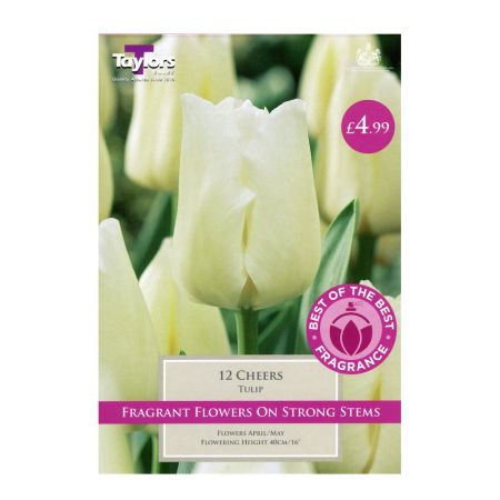 Taylors Tulip Cheers Bulbs (12 per Pack)