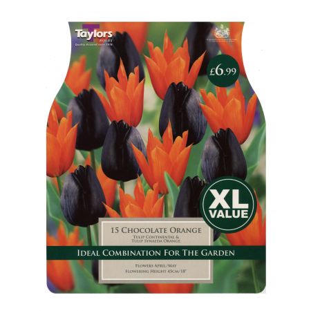 Taylors Tulip Chocolate Orange Bulbs (15 per Pack)