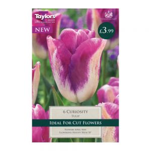 Taylors Tulip Curiosity Bulbs (6 per Pack)