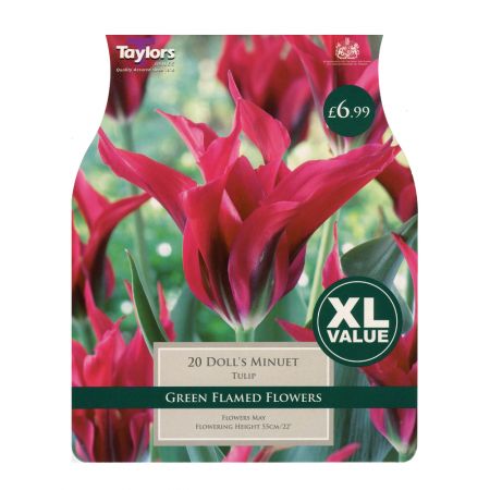Taylors Tulip Doll's Minuet Bulbs (20 per Pack)