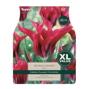 Taylors Tulip Doll's Minuet Bulbs (20 per Pack)