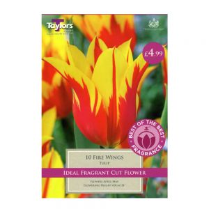 Taylors Tulip Fire Wings Bulbs (10 per Pack)