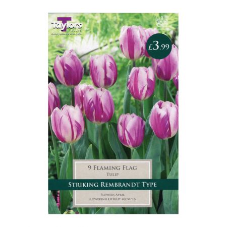 Taylors Tulip Flaming Flag Bulbs (9 per Pack)