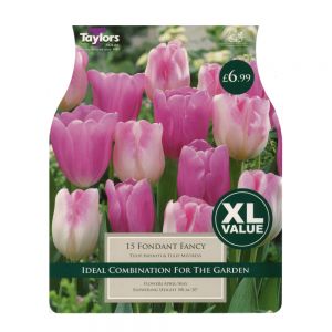 Taylors Tulip Fondant Fancy Bulbs (15 per Pack)