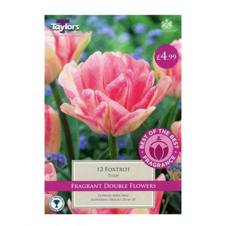 Taylors Tulip Foxtrot Bulbs (12 per Pack)