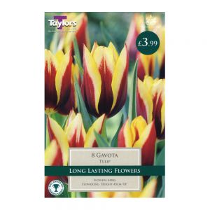 Taylors Tulip Gavota Bulbs (8 per Pack)