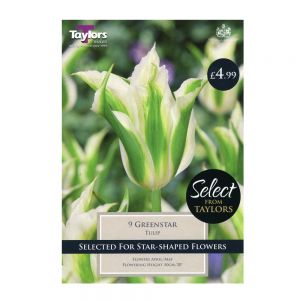 Taylors Tulip Greenstar is a lily flowered tulip with five white petals with green flames.
