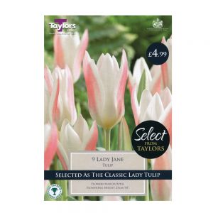 Taylors Tulip Lady Jane Bulbs (Pack of 9)