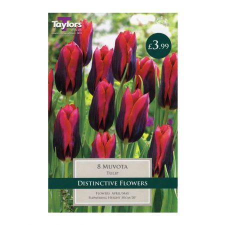 Taylors Tulip Muvota Bulbs (8 per Pack)