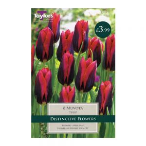 Taylors Tulip Muvota Bulbs (8 per Pack)