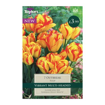 Taylors Tulip Outbreak Bulbs (7 per Pack)