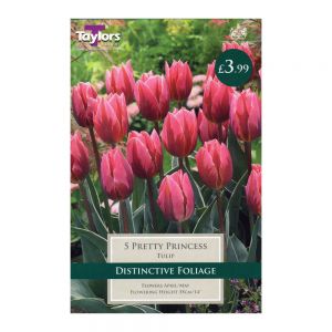 Taylors Tulip Pretty Princess Bulbs (5 per Pack)