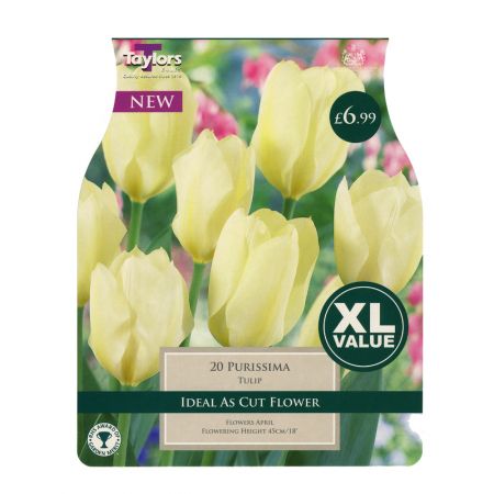 Taylors Tulip Purissima Bulbs (20 per Pack)