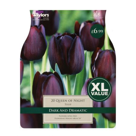 Taylors Tulip Queen of Night Bulbs (20 per Pack)
