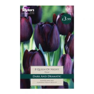 Taylors Tulip Queen of Night Bulbs (8 per Pack)