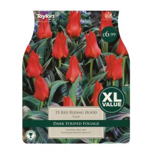 Taylors Tulip Red Riding Hood Bulbs (25 per Pack)