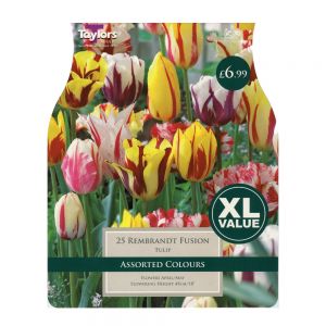 Taylors Tulip Rembrandt Fusion Bulbs (25 per Pack)