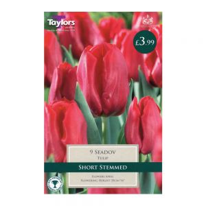 Taylors Tulip Seadov Bulbs (9 per Pack)