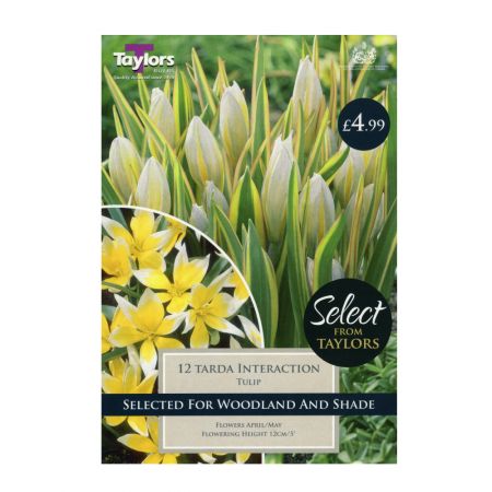 Taylors Tulip Tarda Interaction Bulbs (12 per Pack)