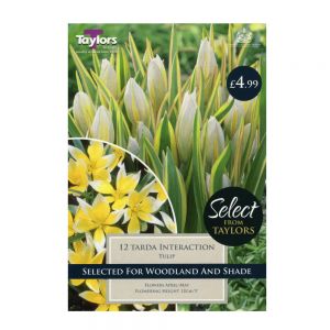 Taylors Tulip Tarda Interaction Bulbs (12 per Pack)