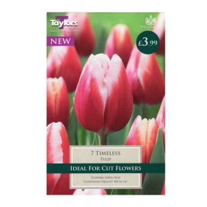 Taylors Tulip Timeless Bulbs (7 per Pack)