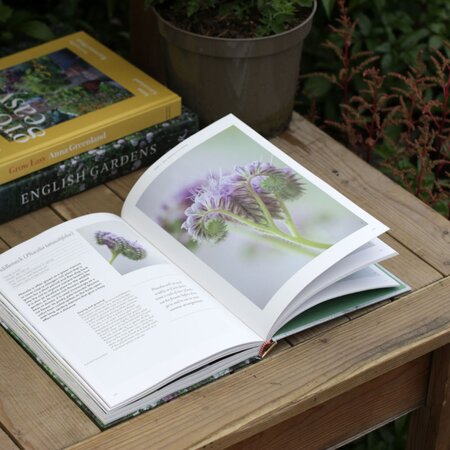 The Flower Garden by Clare Foster
