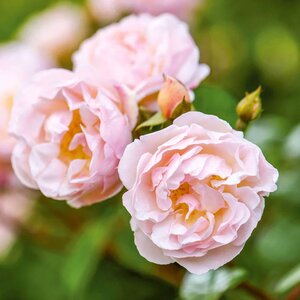 The Lady of the Lake English Rambling Rose - David Austin Roses