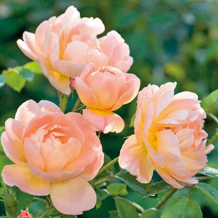 The Lark Ascending® English Shrub Rose - David Austin Roses