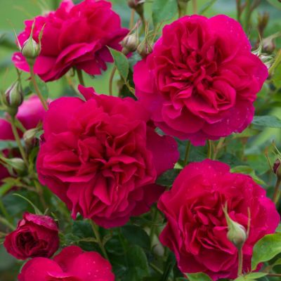 Thomas À Becket® English Shrub Rose - David Austin Roses
