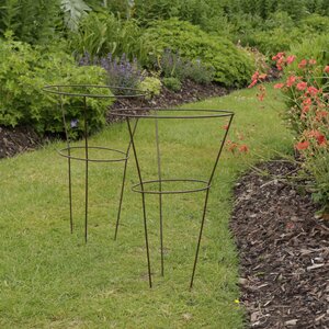 Tom Chambes Botanical Herbaceous Plant Support - Medium Twin Pack