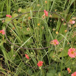 Tom Chambes Botanical Herbaceous Plant Support - Medium Twin Pack
