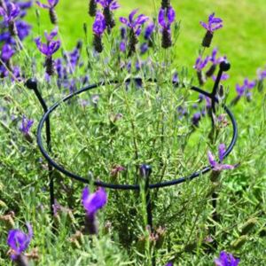 Tom Chambers Large Cottage Garden Ring (45cm diameter)