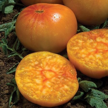 Tomato Seeds - Ananas