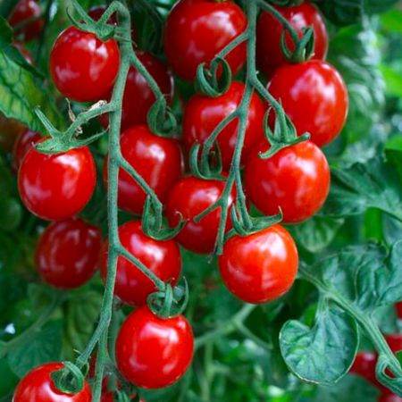 Tomato Seeds - Apero F1 Hybrid
