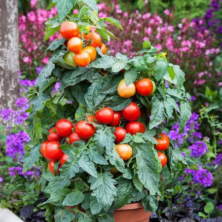 Tomato Seeds - F1 Summerlast