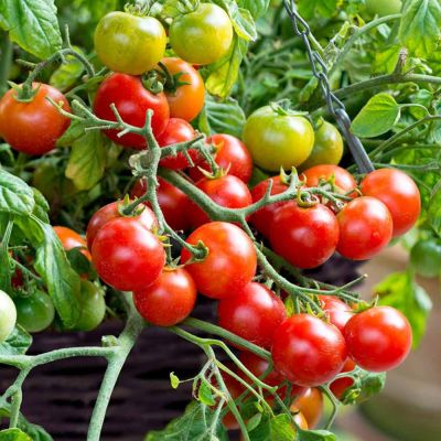 Tomato Seeds - F1 Tumbling Bella (Terenzo)