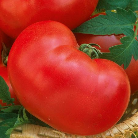 Tomato Seeds - Faworyt