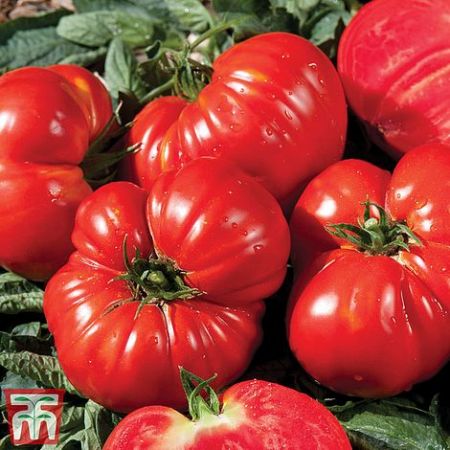 Tomato Seeds - Gourmandia F1 Hybrid