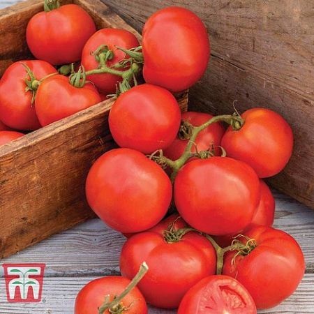 Tomato Seeds - Oh Happy Days F1 Hybrid