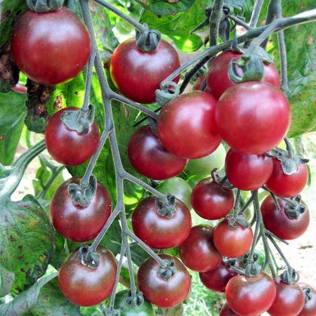 Tomato Seeds - Rosella