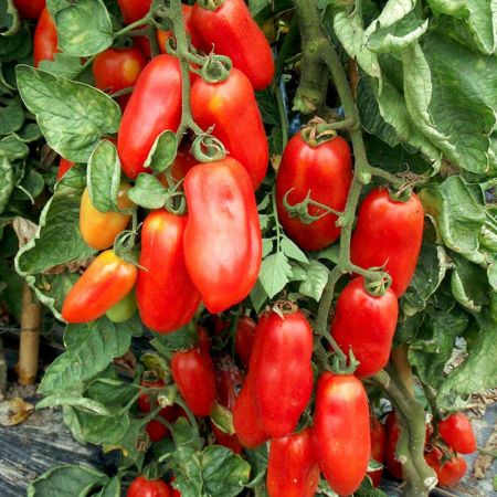 Tomato Seeds - San Marzano