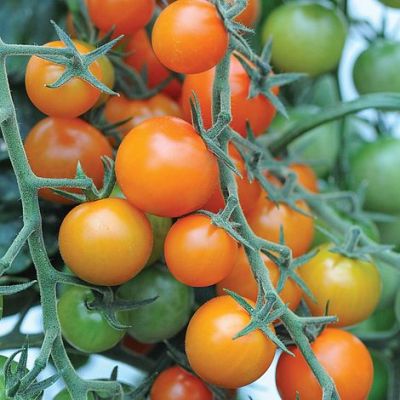 Tomato Seeds - Sungold F1 Hybrid