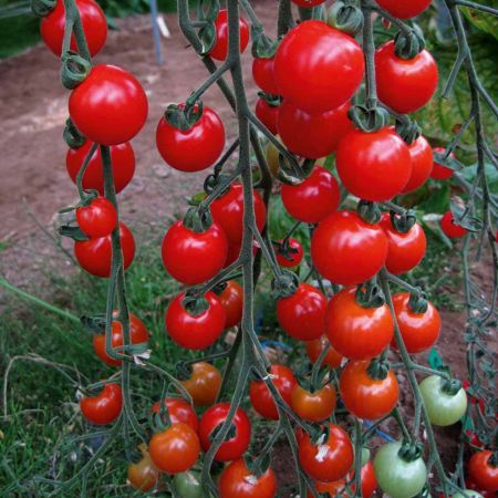 Tomato Seeds - Sweet Aperitif