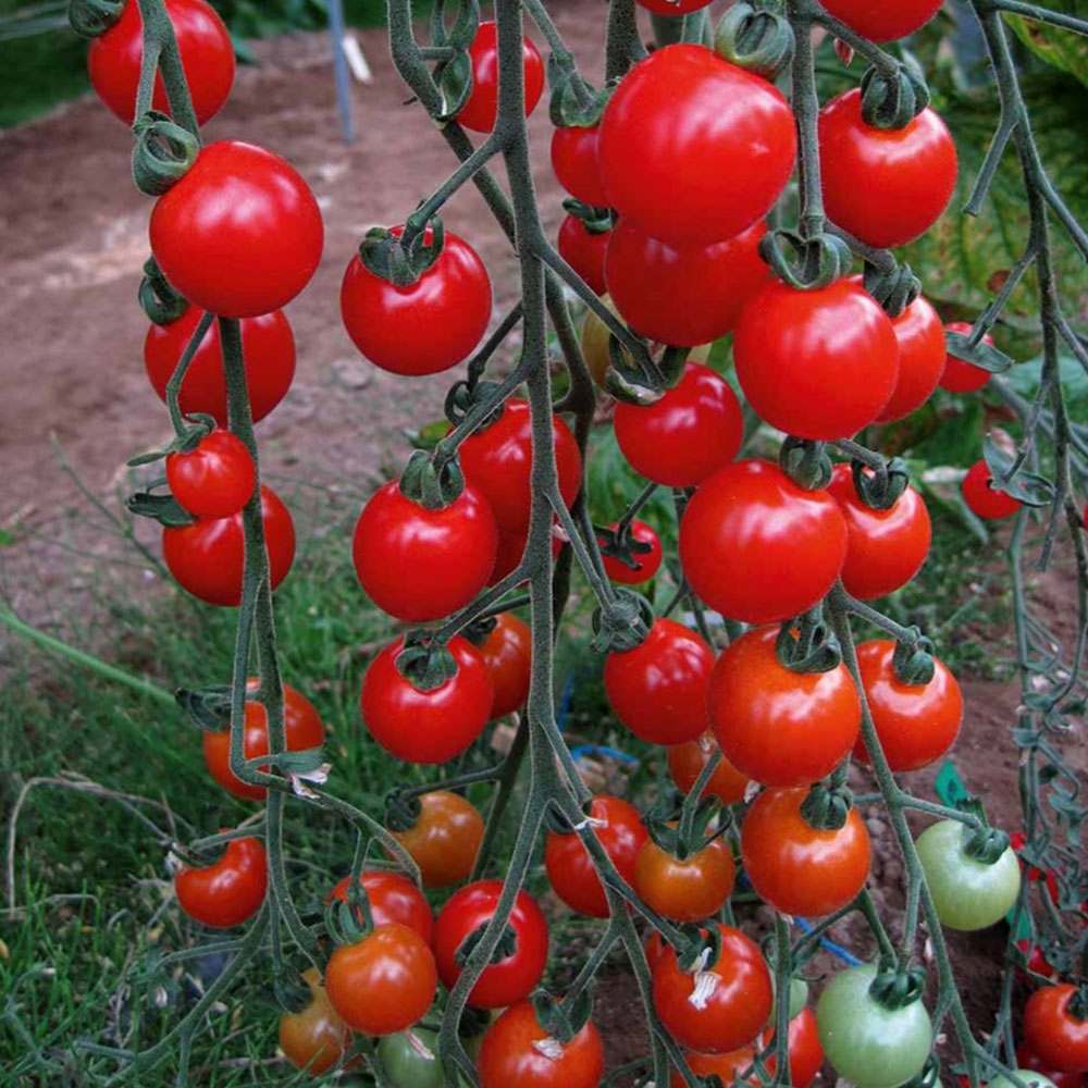 Grow A Monster! 120+ Rare Trip L Crop Tomato Seeds – Climbing Vines Up To 15 Feet Tall!
