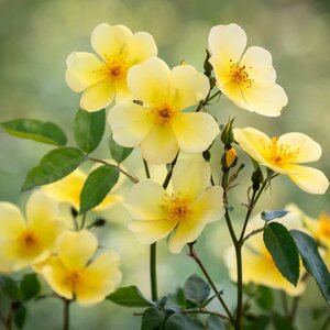 Tottering-by-Gently® Shrub Rose - David Austin Roses