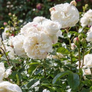 Tranquility English Shrub Rose - David Austin Roses